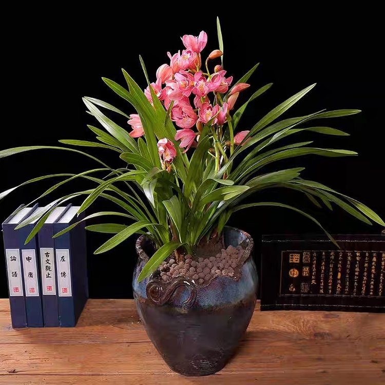 室內綠植租賃 事業單位花卉租擺草花擺放 綠化綠植盆栽養護服務約20.00元